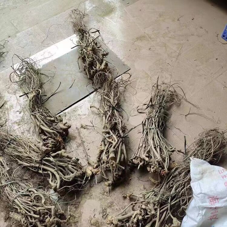鱼根藤草根粉鱼藤草根粉 鱼草藤精 用于虾蟹池塘 鱼藤草根植物