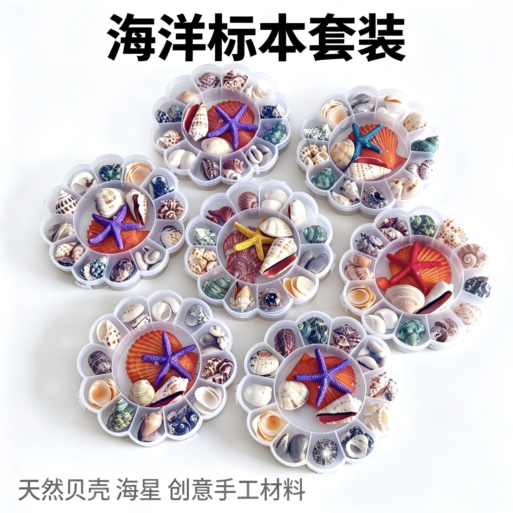 天然海螺贝壳套装标本礼盒洋生物科普材料幼儿园童教儿童玩具礼物