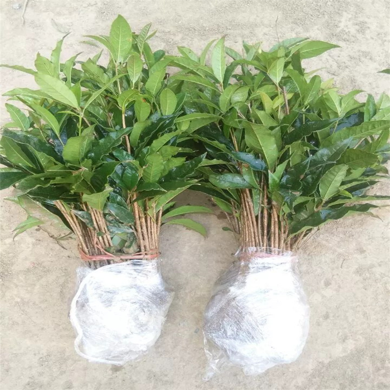 桂花树苗香浓型桂花苗庭院花卉植物四季常青易活金桂新品绿化苗木
