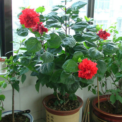 重瓣阳台盆栽四季开花
