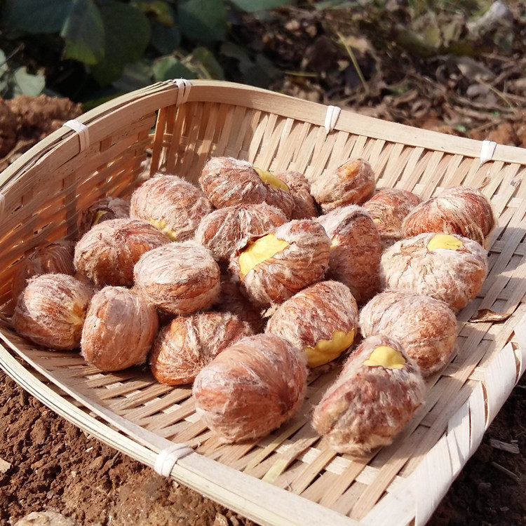 湖北大别山野生毛油板栗子农家手工新鲜现剥去壳带内皮生大板栗仁