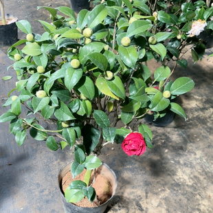 精品克瑞墨，有花斑基因