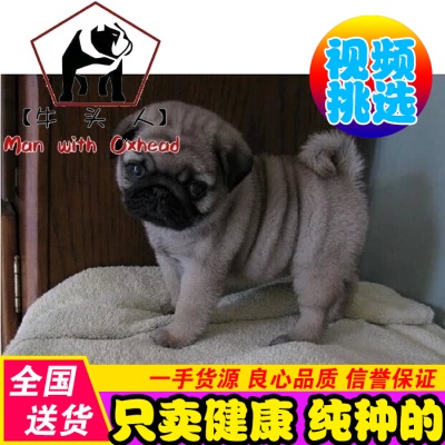 纯种小型活体宠物狗狗巴哥犬/短毛迷你八哥幼犬黑脸
