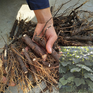 泡桐种根泡桐树苗 中国梧桐 速生泡桐绿化工程苗紫花泡桐树
