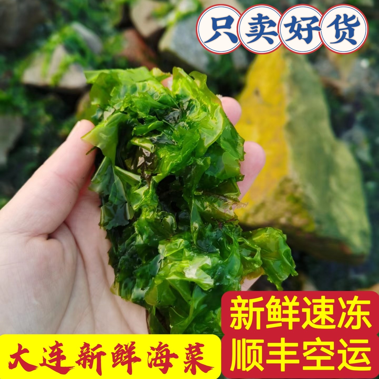 新品大连新鲜海菜海清菜海绿菜海麻线包子馅包子菜4斤顺丰包邮