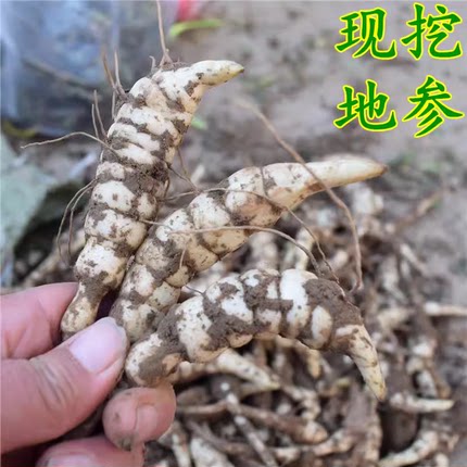 微芽新鲜地参虫草参现挖银条菜泽兰根地笋土冬虫草地蚕农家菜煲汤