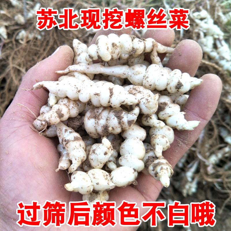 新鲜宝塔菜螺丝菜地环地溜子泡菜