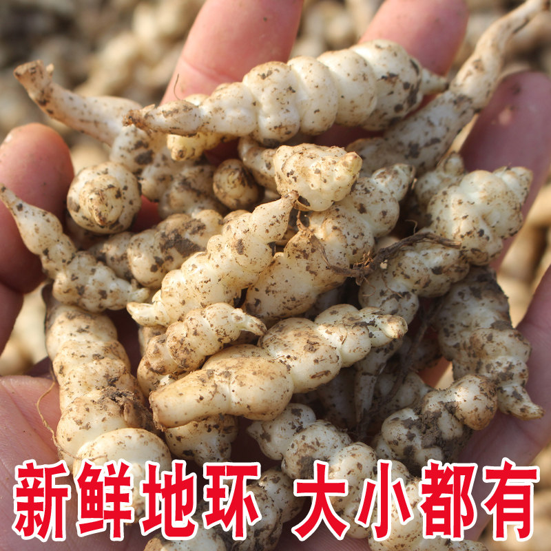 螺丝菜宝塔菜新鲜地牯牛