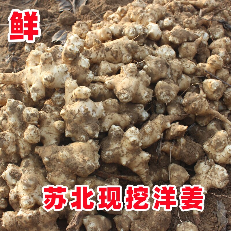 苏北现挖新鲜洋姜鬼子姜半野
