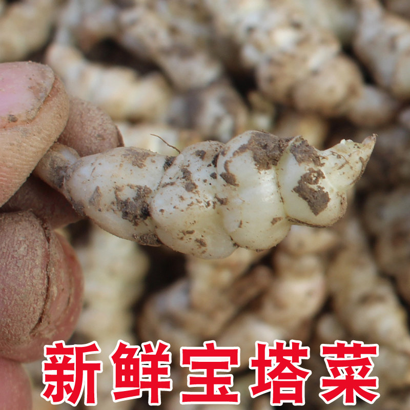新鲜宝塔菜螺丝菜地环地溜子蔬菜