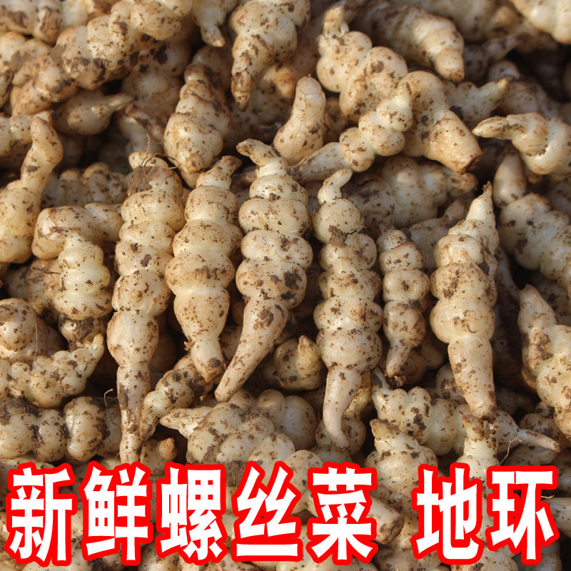 螺丝菜新鲜宝塔菜地环腌泡菜