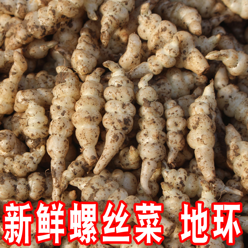 现挖螺丝菜新鲜宝塔菜地环地葫芦