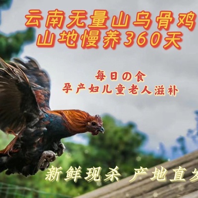 云南省无量山农家散养乌骨鸡包邮
