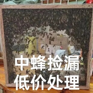 蜜蜂　蜜蜂群带王一整箱带子脾出售中华蜂群批发出售土蜂中蜂笼蜂