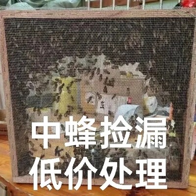 蜜蜂　蜜蜂群带王一整箱带子脾出售中华蜂群批发出售土蜂中蜂笼蜂