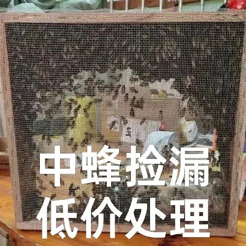 蜜蜂　蜜蜂群带王一整箱带子脾出售中华蜂群批发出售土蜂中蜂笼蜂