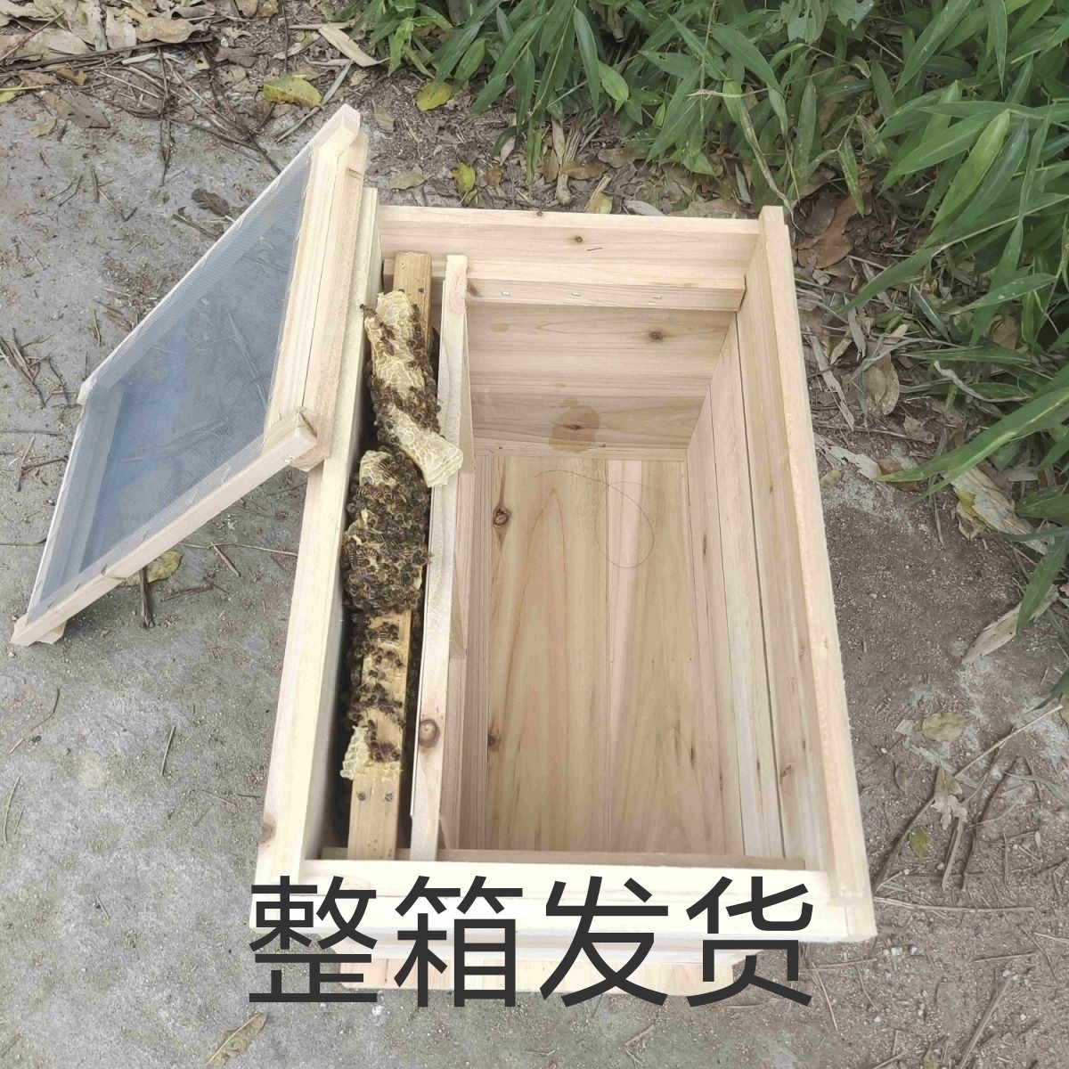 蜜蜂 中蜂 一窝蜜蜂带王一整箱带子批发中华蜂群土蜂阿坝笼蜂包邮