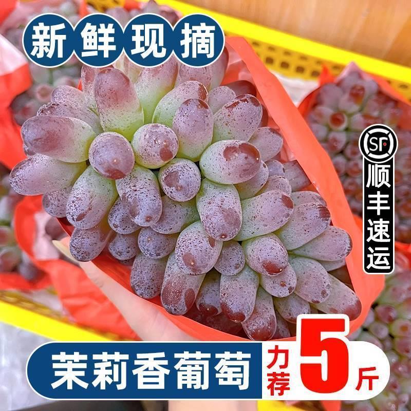 新鲜茉莉香葡萄应季小提子玫瑰香无籽孕妇水果4斤3甜红提顺丰包邮