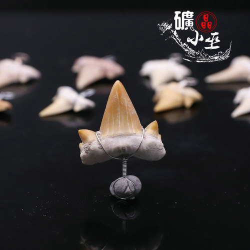 diy摩洛哥牙齿古生物天然吊坠
