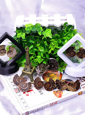 天然多款保真！对开斑彩螺草花螺 玉化古生物螺 菊石螺化石贝壳原