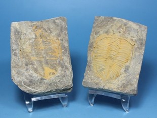 对开燕子石蝙蝠石王冠虫摆件 三叶虫古生物化石天然动物化石原石
