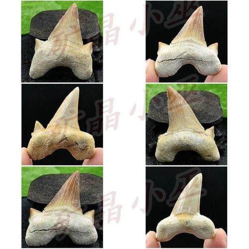 保真大鱼牙齿化石摩洛哥