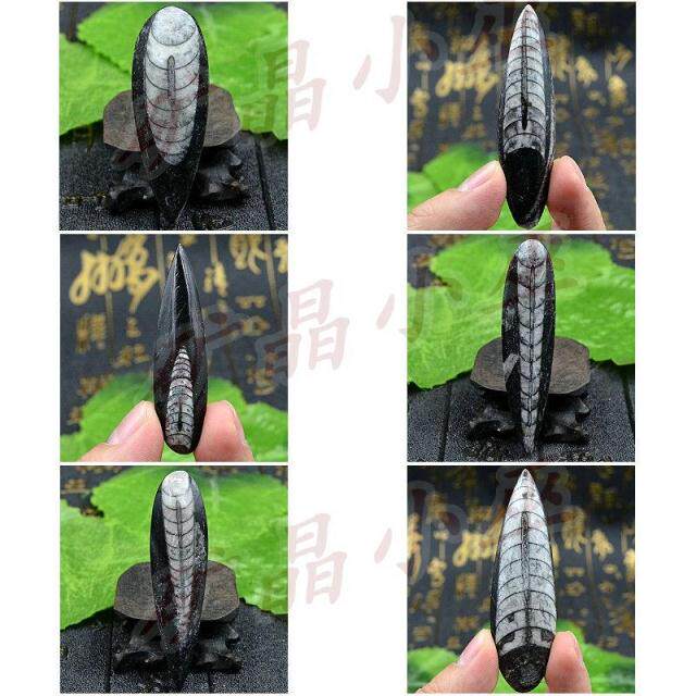 天然摩洛哥震旦角石化石 古生物菊石动物化石原石标本摆件diy饰品