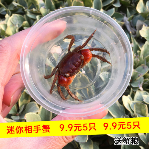 观赏活体迷你辣椒蟹相手淡水