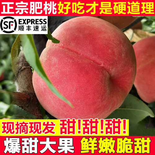 新鲜现摘山东肥城桃中秋好礼