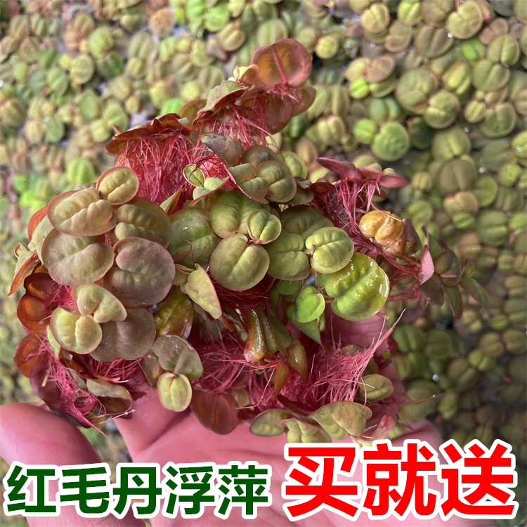 鱼缸浮萍水草无土活体水培植物净化水质圆心萍养鱼养龟绿植红毛丹