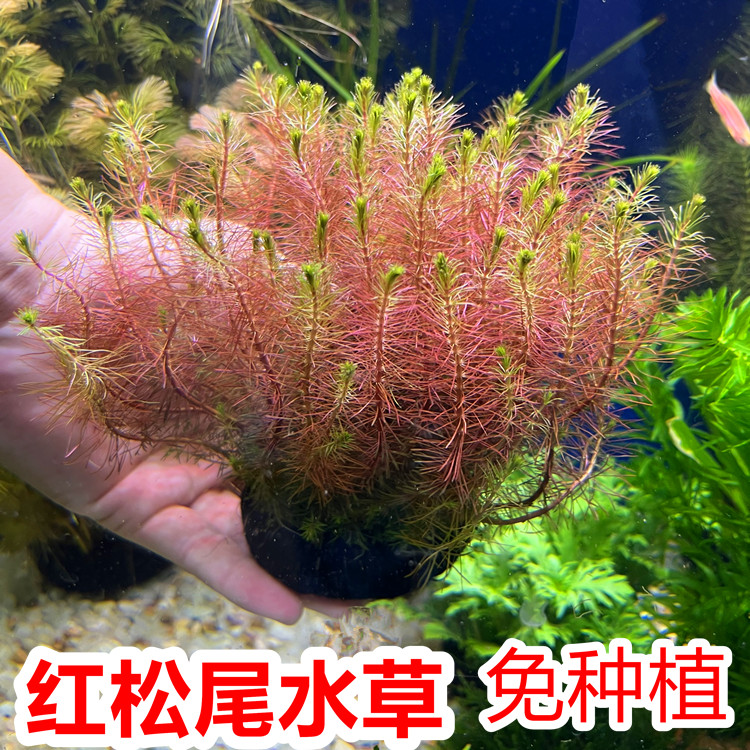 红松尾水草植物坨草鱼缸草缸造景懒人好养水培增氧净化阳性淡水