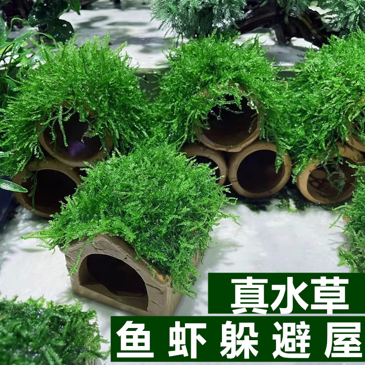 水草植物懒人沉木鱼缸造景
