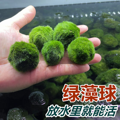 绿藻球小鱼缸水族造景真水草