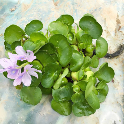 水葫芦水草浮萍鱼缸净化水质植物