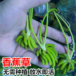 香蕉草水草结蕉草水中前景鱼缸造景活体懒人草无土绿藻球水底植物