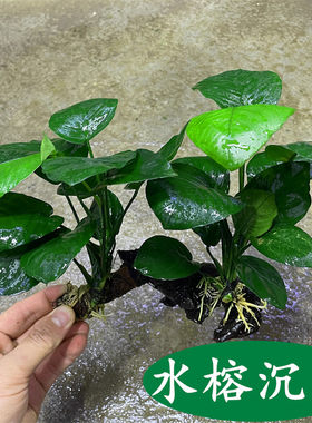 懒人水草造景装饰活体植物鱼缸