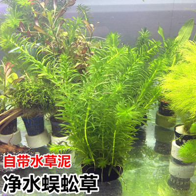 净水植物蜈蚣草绿菊淡水养龟鱼缸