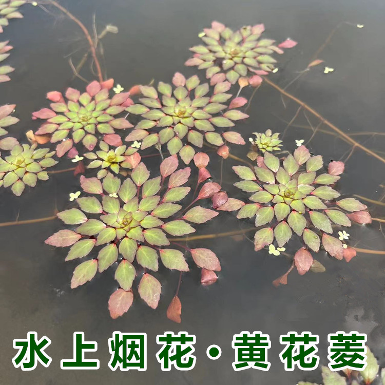 浮萍水草植物鱼缸水上烟花黄花菱水上面真一叶莲水葫芦香蕉草