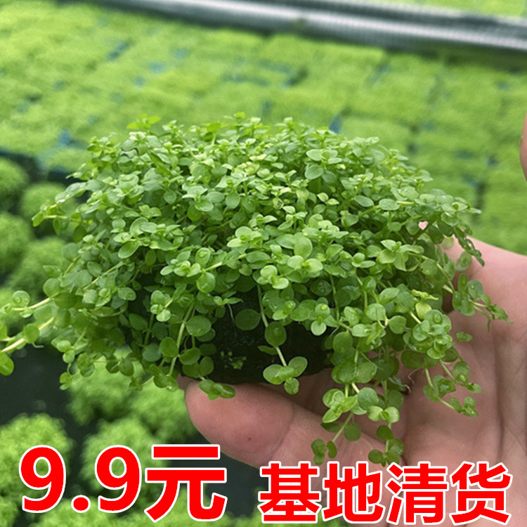 迷你矮珍珠小坨草鱼缸造景水草场