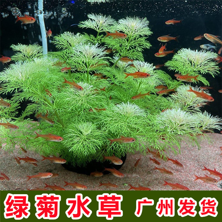 绿菊水草植物活净水真