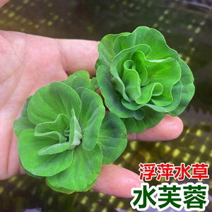 水芙蓉浮萍水草植物鱼缸造景水培植物和鱼共养一叶莲水芙蓉水葫芦