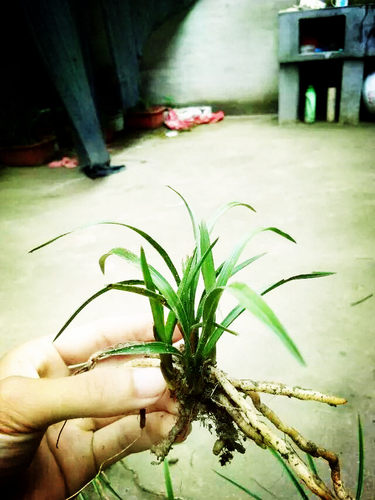 绿植蕙兰盆景桌面植物花卉