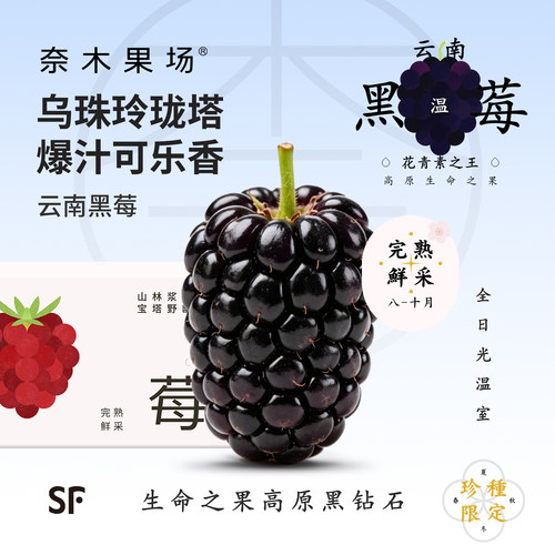 奈木果场云南特级黑莓高山爆珠高甜黑钻石当季鲜采顺丰空运礼盒装