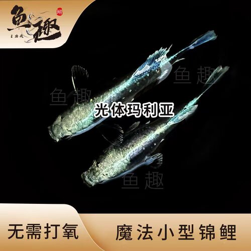 好养小型观背青鳉观赏鱼观背青鳉