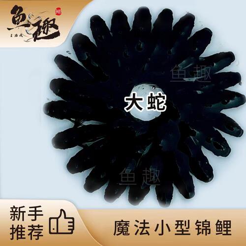 好养小型观背青鳉观赏鱼观背青鳉