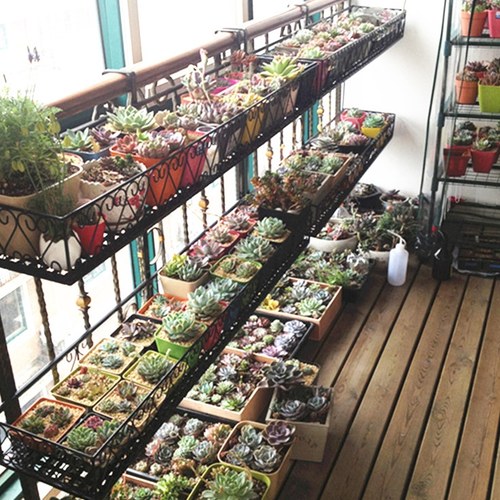 挂墙植物架素材模板 挂墙植物架图片下载 小麦优选