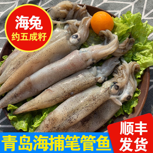 青岛海鲜满籽冷冻笔管鱼