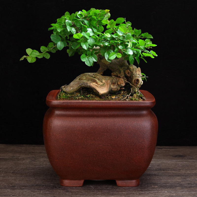 宜兴紫砂花盆精品四方高档古典桌面多肉文竹松柏黄杨金弹子专用盆,鲜花速递/花卉仿真/绿植园艺,花盆,淘宝优惠券,粉丝福利购,淘宝优惠卷