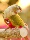 Подгузники Parrot с трехмерным фиксированным плечевым ремнем, регулируемые подгузники с карманом для дерьма большой емкости, одежда Xuanfeng peony tiger skin mini 2