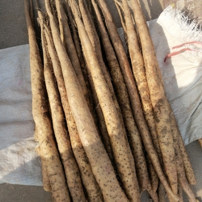 朝廷贡品山东特产邹平长山细毛山药儒甜面山药老人小孩孕妇都爱吃